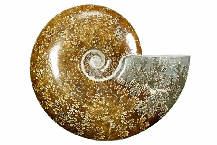 Polished Ammonite (Cleoniceras) Fossil - Madagascar #372960